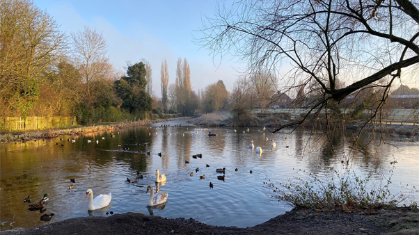 Scene from a town park