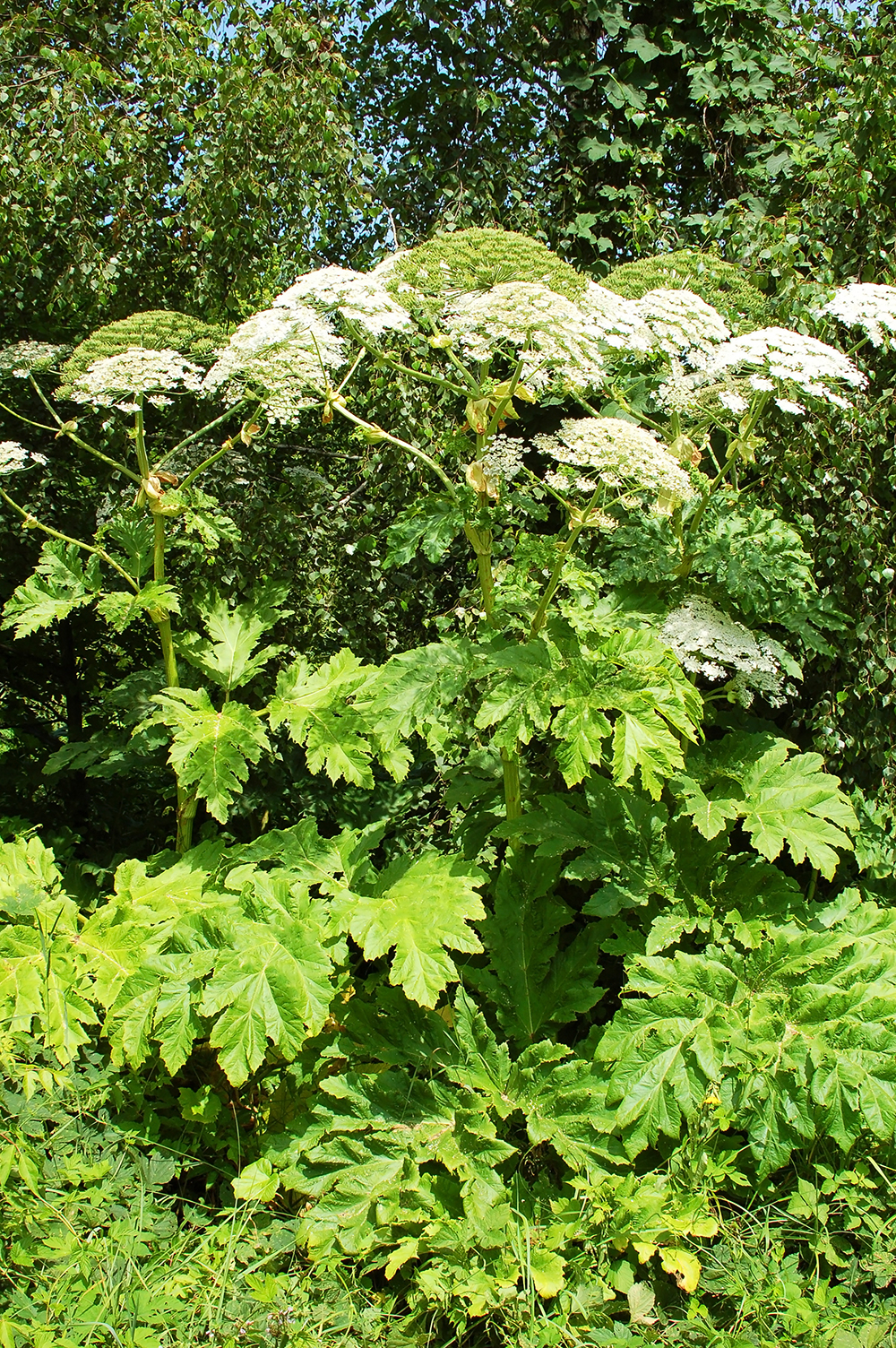 Native hogweed leaves