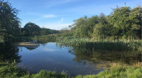 Image of the local nature reserve - The Beeches.