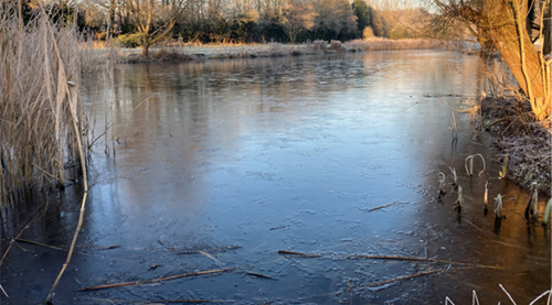Image of the local nature reserve - Madebrook Pools and Stirchley Dingle.