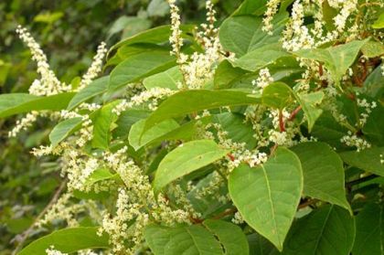 Japanese 20Knotweed