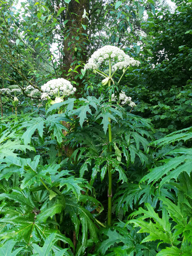 Giant hogweed leaves