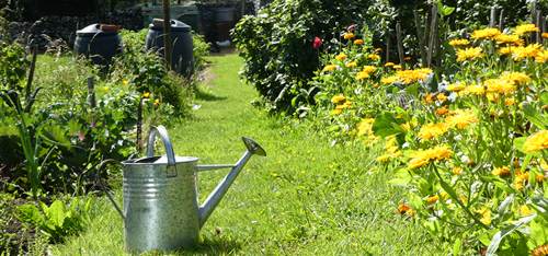 Traditional watering can on mown path amongst vegetable and flower beds