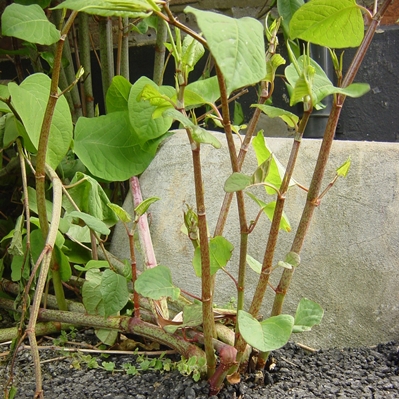 Japanese knotweed growth