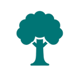 Oak Tree 1