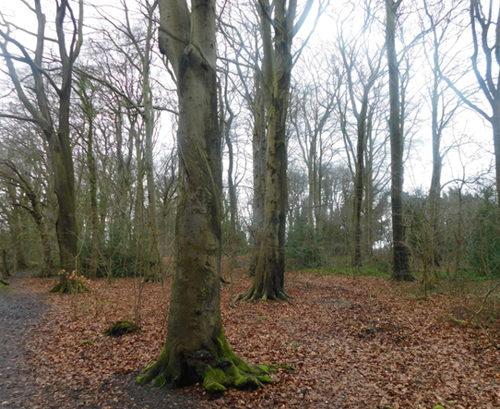 Image of the local nature reserve - The Cockshutt.