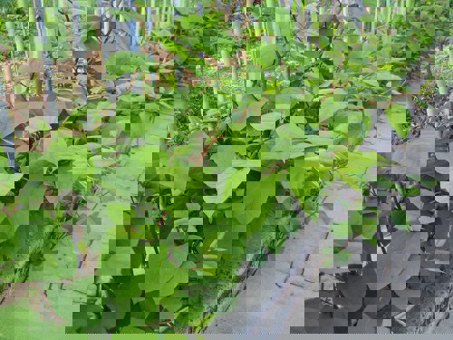 Japanese knotweed growing against a fence