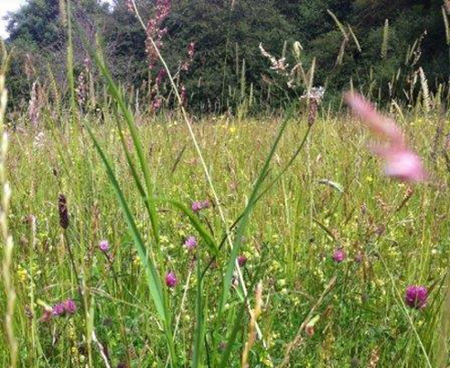 Image of the local nature reserve - Lightmoor.