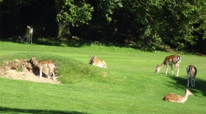 Fallow deer on the fairway at the Wrekin Golf Club