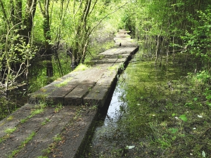 Boardwalk just north of the Ironbridge bypass